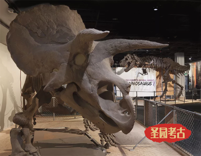 10種名的中生代有角恐龍-恐龍考古模型又有新的素材了