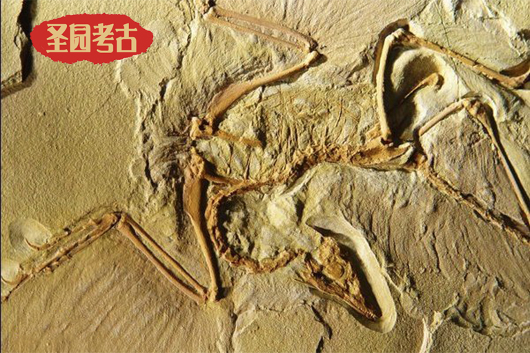 始祖鳥是如何被發(fā)現(xiàn)的-19世紀中葉至今始祖鳥化石標(biāo)本