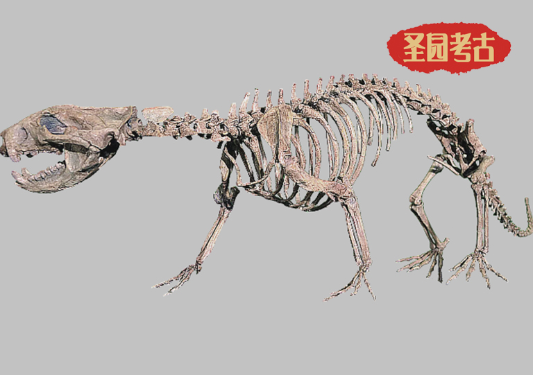 九種吃居然敢吃恐龍的動(dòng)物（下）