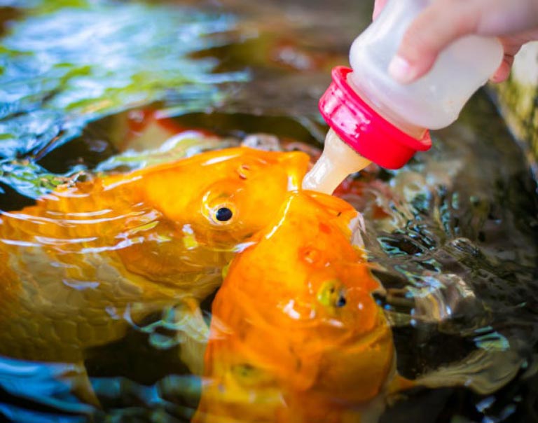 吃奶魚