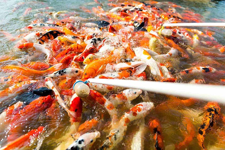 吃奶魚
