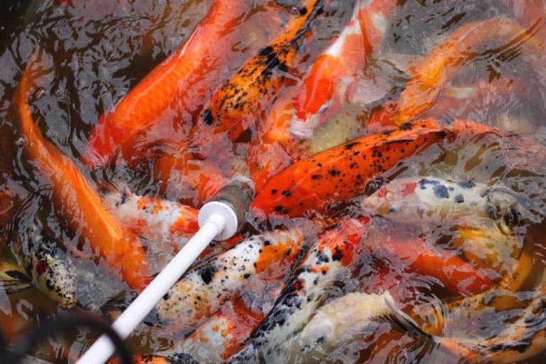 吃奶魚(yú)