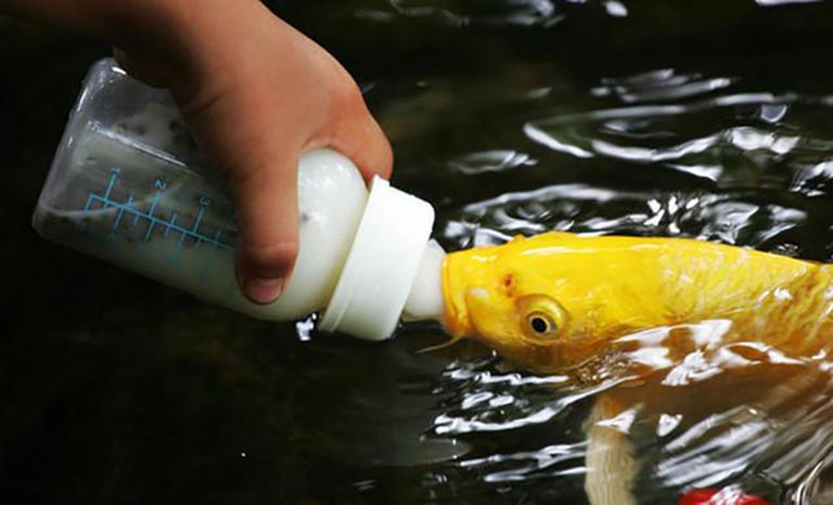 喂奶魚(yú)