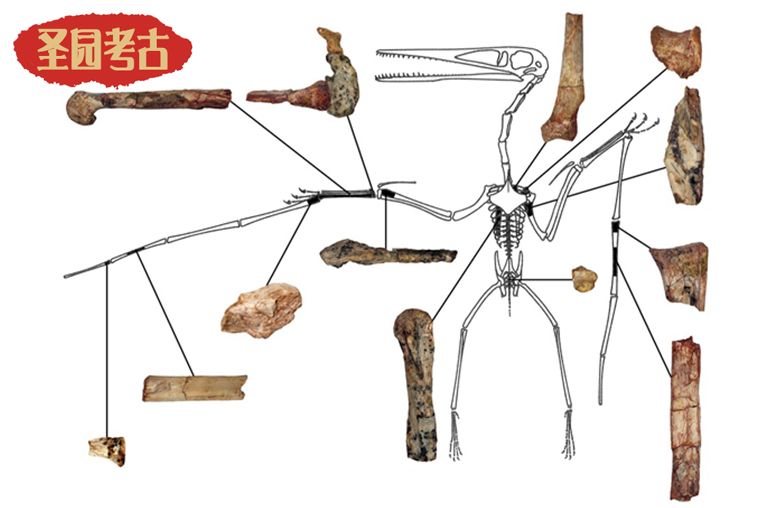 恐龍考古模型