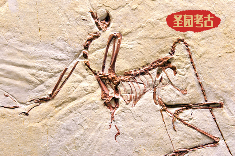 恐龍考古科普